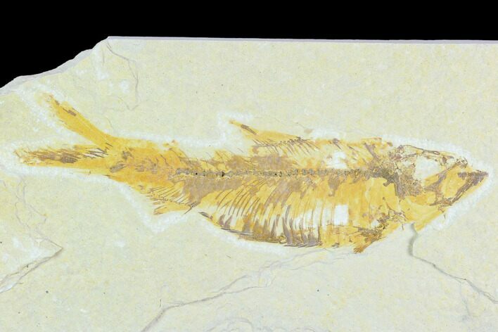 Bargain, Fossil Fish (Knightia) - Green River Formation #126498